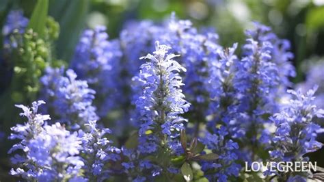 多年生草花種類|常緑多年草おすすめ36種｜花壇に植えたい種類の特徴と植え